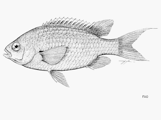 Chromis xanthopterygia Randall & McCarthy, 1988